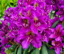 Rhododendron 'Marcel Menard'