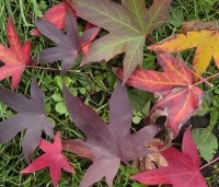 Liquidambar styraciflua 'Worplesdon' - Amberboom - 1