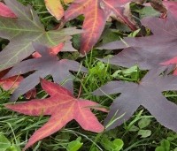 Liquidambar styraciflua 'Worplesdon' - Amberboom - 2