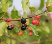 Frangula Alnus