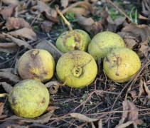 Juglans Nigra