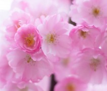 Prunus Accolade roze detail