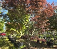 Acer palmatum 'Trompenburg' - Japanse Esdoorn 'Trompenburg' - 2