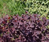 Cotinus coggygria 'Royal Purple' - Rode Pruikenboom - 6