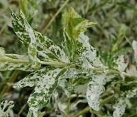 Salix integra 'Hakuro Nishiki' - Bonte wilg - 1