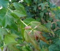 Acer Buergerianum