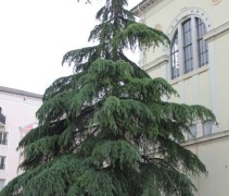 Cedrus Deodara