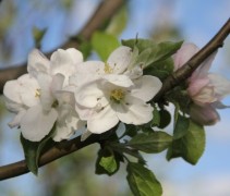Malus domestica bloesem