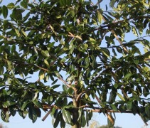 Prunus novita meerjarig geleid
