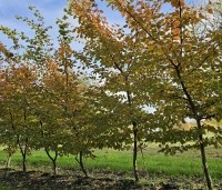 Carpinus bet. 'Rockhampton Red' - Haagbeuk 'Rockhampton Red' - 6