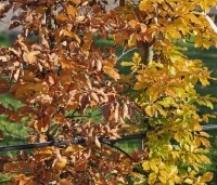 Fagus sylvatica - Groene beuk - 1