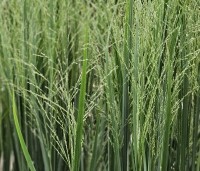 Panicum virgatum 'Northwind' - Vingergras 'Northwind' - 2