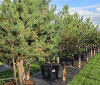 Pinus sylvestris - Grove den - 1