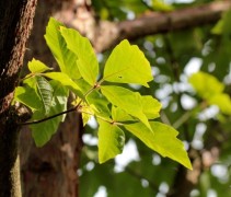 Acer griseum x nikoense