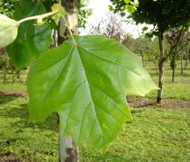 blad Platanus hispanica 