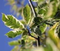Castanea sativa 'Albomarginata' / Tamme Kastanje 'Albomarginata' blad