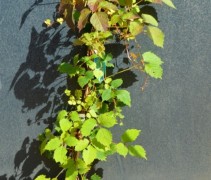 Parthenocissus tricuspidata 'Veitch Boskoop'