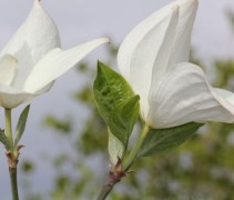 Cornus Eddies White Wonder bloem zijaanzicht schutbladen