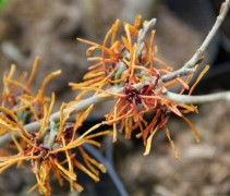 Hamamelis x intermedia Jelena