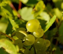 Jonge druiven van de Witte druif 'Vroege van der Laan'