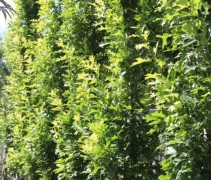 Quercus Palustris 'Green Pillar'