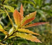 Quercus rhysophylla 'Maya' - Mexicaanse Eik - 5