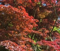 Acer palmatum 'Atropurpureum' - Japanse Esdoorn 'Atropurpureum' - 2