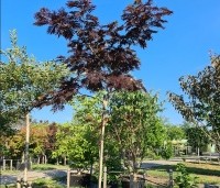 Albizia julibrissin 'Summer Chocolate' - Perzische slaapboom 'Summer Chocolate' - 1