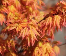 Acer palmatum 'Katsura' blad