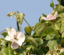 Cydonia bloei