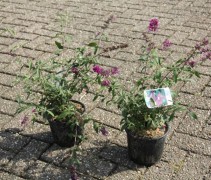 Vlinderstruiken 'Royal Red' in pot
