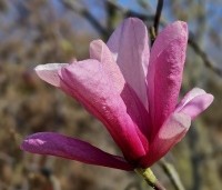 Magnolia 'Galaxy' - Beverboom - 3
