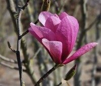 Magnolia 'Galaxy' - Beverboom - 2