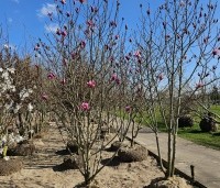 Magnolia 'Galaxy' - Beverboom - 1