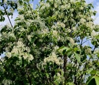 Chionanthus retusus - Sneeuwvlokkenboom - 8