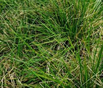 Deschampsia 'Goldtau'