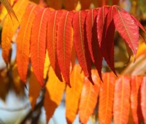 rhus 