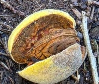 Prunus dulcis - Amandel - 2