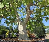 Ficus carica - Vijg - 2