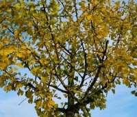 Ginkgo biloba 'Horizontalis' - Japanse notenboom 'Horizontalis' - 2
