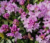 Rhododendron ponticum - Wilde rhododendron - 8
