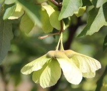 Acer Griseum