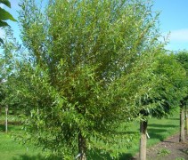 Salix alba 'Chermesina', knotvorm