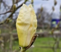 Magnolia brooklynensis 'Elizabeth' - Magnolia brooklynensis 'Elizabeth' - 2