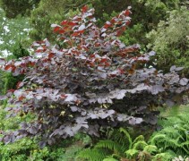 Corylus Roter Zellernote