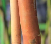 Lagerstroemia ind Natchez