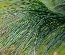 Pinus wallichiana 'Densa'