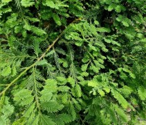 Sequoiadendron sempervirens 'Illa Mart'