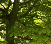 Stam en blad volwassen boom Groene Beuk