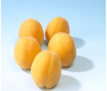 Hongaarse